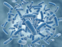 Лизат Лактобактерий жидкий