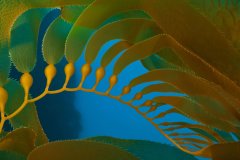 Ламинария биоферментированная